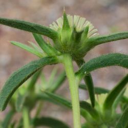 Pallenis spinosa subsp. maroccana