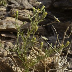 Pegolettia senegalensis