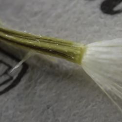 Pegolettia senegalensis