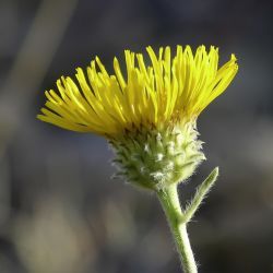 Pentanema montanum