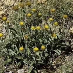 Pentanema montanum