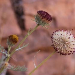Perralderia coronopifolia subsp. purpurascens