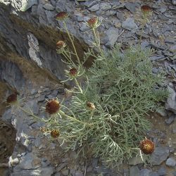 Perralderia coronopifolia subsp. purpurascens