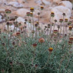 Perralderia coronopifolia subsp. purpurascens