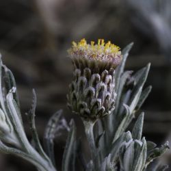 Phagnalon bicolor
