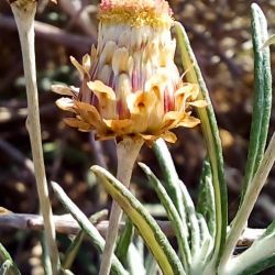 Phagnalon calycinum subsp. spathulatum