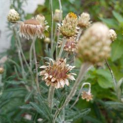 Phagnalon calycinum subsp. spathulatum