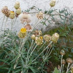 Phagnalon calycinum subsp. spathulatum