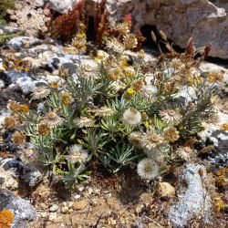 Phagnalon calycinum subsp. spathulatum