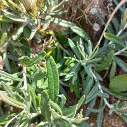 Phagnalon calycinum subsp. spathulatum