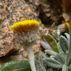Phagnalon latifolium