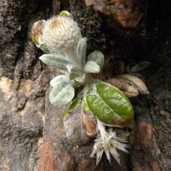 Phagnalon latifolium