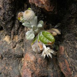 Phagnalon latifolium