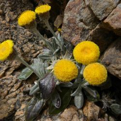 Phagnalon latifolium