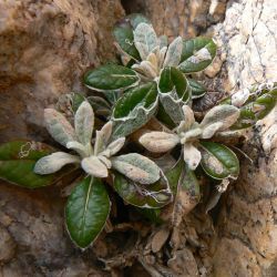 Phagnalon latifolium