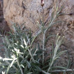 Phagnalon purpurascens