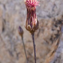 Phagnalon purpurascens