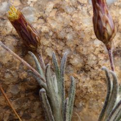 Phagnalon purpurascens