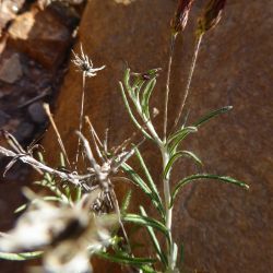 Phagnalon purpurascens