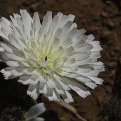 Picris albida