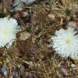Picris coronopifolia