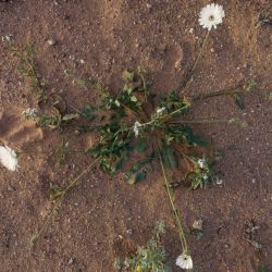 Picris coronopifolia