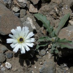 Picris coronopifolia