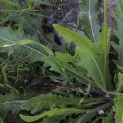 Picris cupuligera