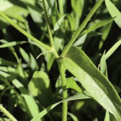 Picris cupuligera
