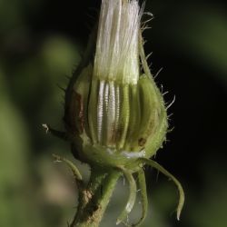 Picris cupuligera