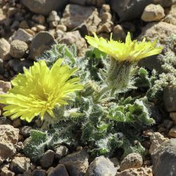 Picris hispanica
