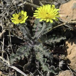 Picris hispanica