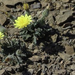 Picris hispanica