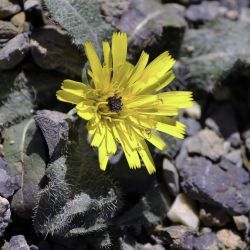 Picris hispanica
