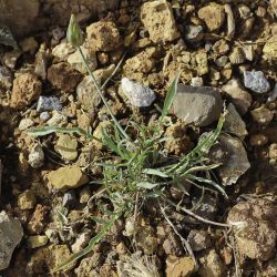 Podospermum laciniatum