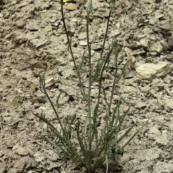 Podospermum laciniatum