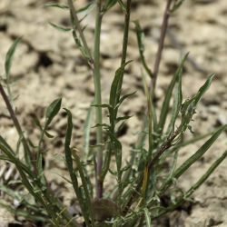 Podospermum laciniatum