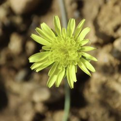 Podospermum laciniatum