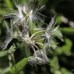 Podospermum laciniatum