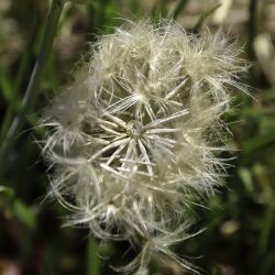 Podospermum laciniatum