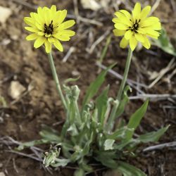 Pseudopodospermum hispanicum