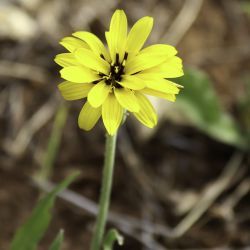 Pseudopodospermum hispanicum