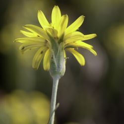 Pseudopodospermum hispanicum