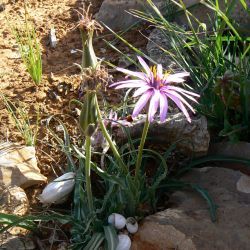 Pseudopodospermum undulatum