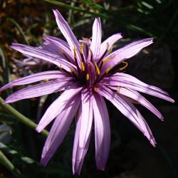Pseudopodospermum undulatum