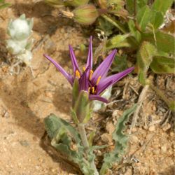 Pseudopodospermum undulatum