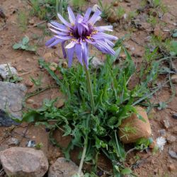 Pseudopodospermum undulatum
