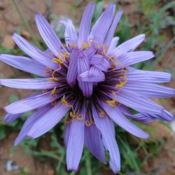 Pseudopodospermum undulatum