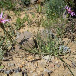 Pseudopodospermum undulatum