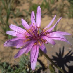 Pseudopodospermum undulatum